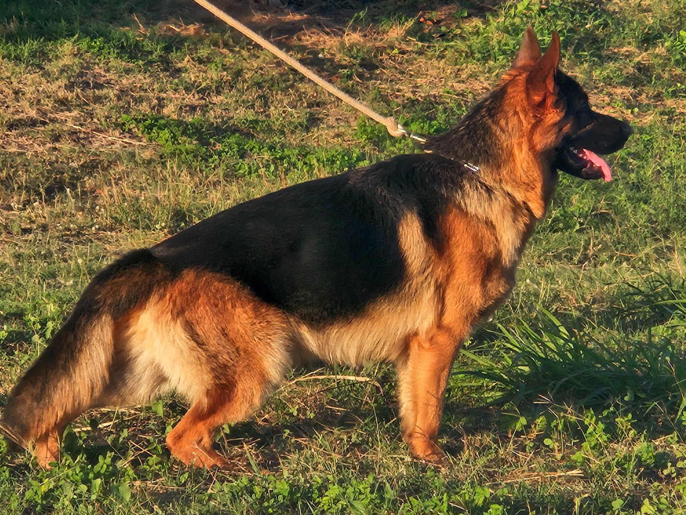 ASLAN du Sol Invictus