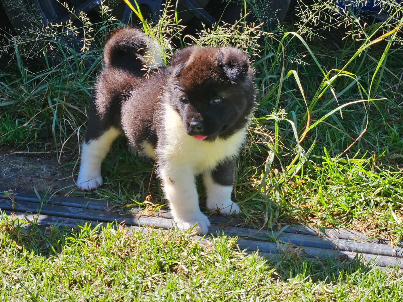 Du Domaine De Clérik - Chiots disponibles - Akita americain