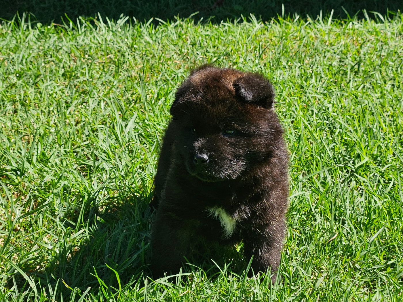 Du Domaine De Clérik - Chiots disponibles - Akita americain