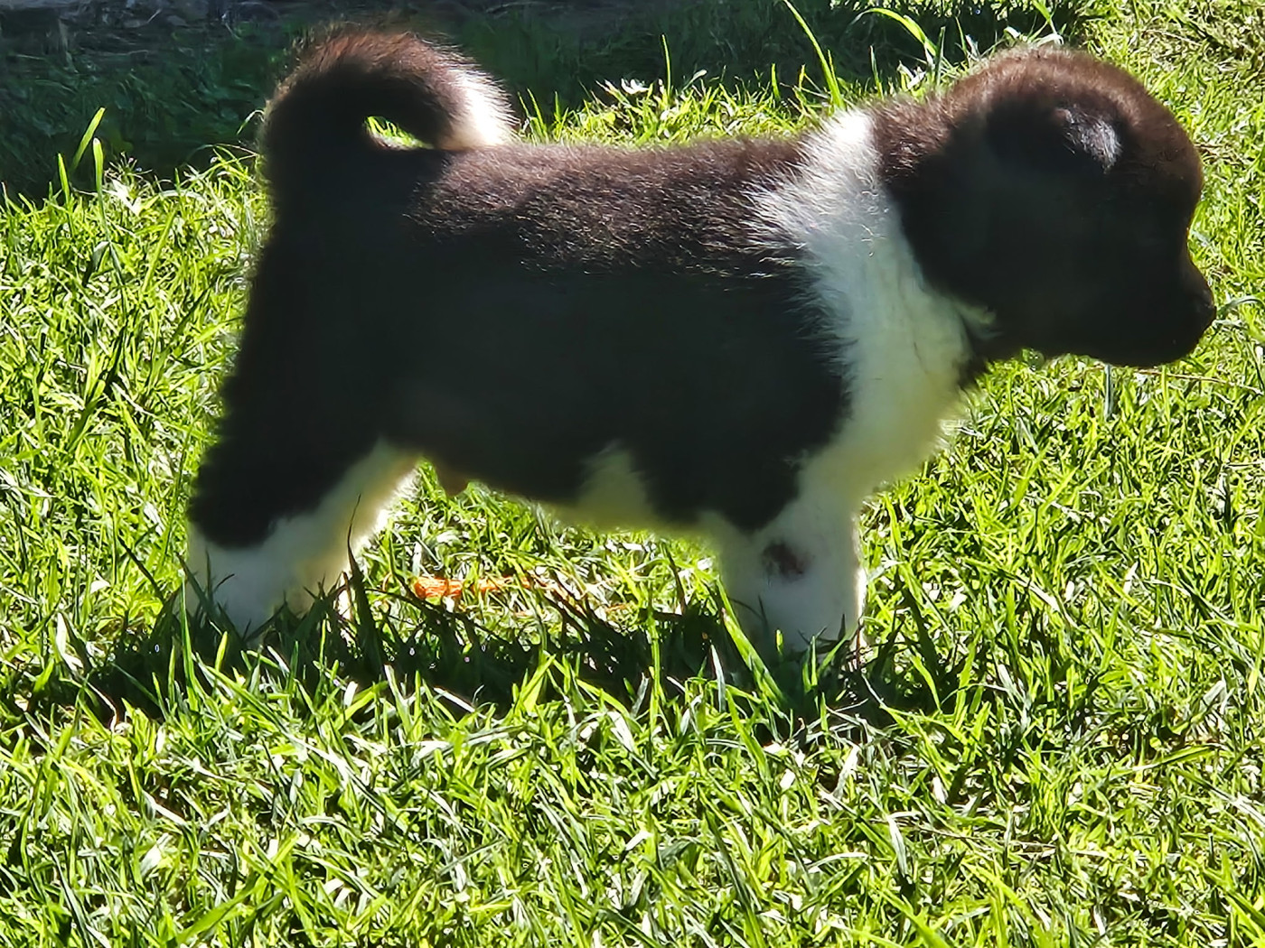 Du Domaine De Clérik - Chiots disponibles - Akita americain