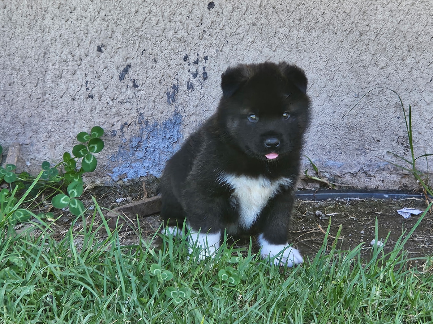 Du Domaine De Clérik - Chiots disponibles - Akita americain