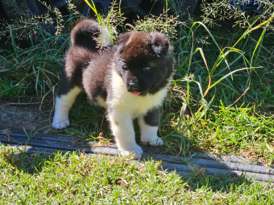 Chiot N°1