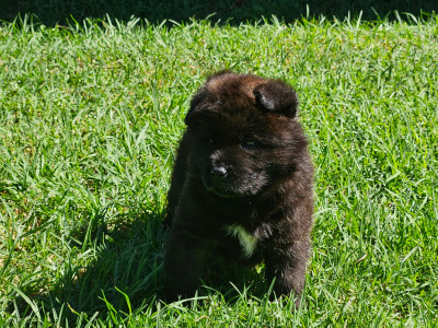Chiot N°2