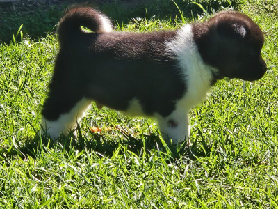 Chiot N°3