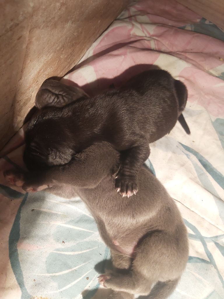 Du Domaine De Clérik - Chiots disponibles - Dogue allemand